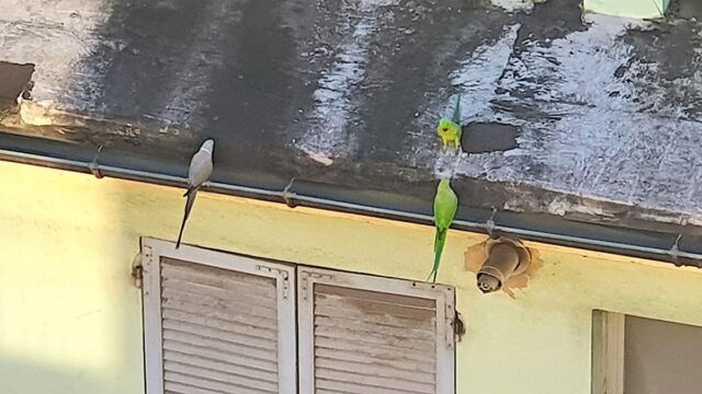 Dal Comune di Genova un censimento sui pappagallini in città