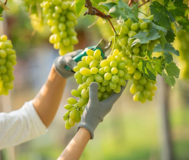 Vendemmia 2023, +5% per la produzione di Vino in Liguria, +18,5% per l'export in Francia, ma è testa a testa per la leadership mondiale 