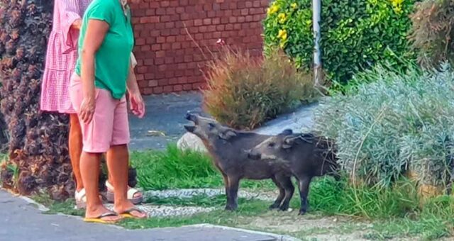 Cinghialetti a Sori, la polizia locale li accompagna nel torrente