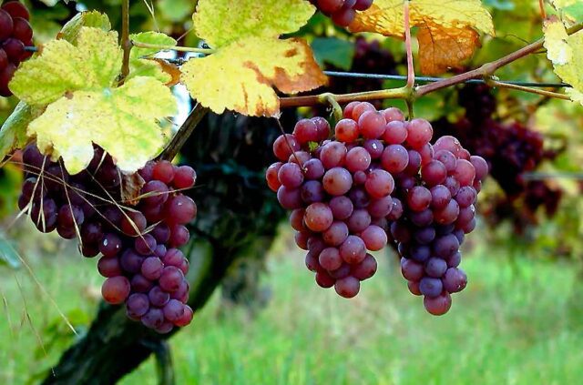 Gewürztraminer: che vino è e quali sono gli abbinamenti adatti