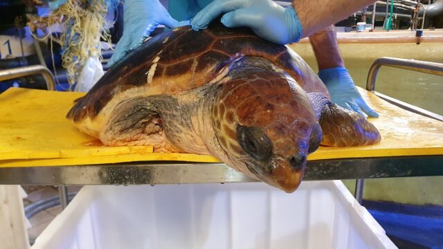 Tartaruga marina impigliata in rete fantasma, viene soccorsa e portata all’Acquario