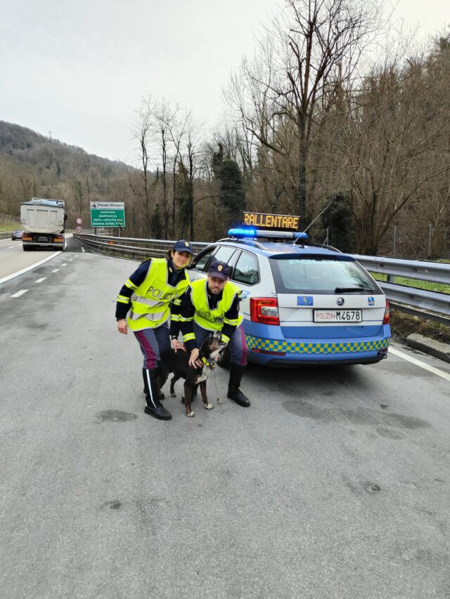 Soccorso ad un cane ad opera della Polizia Stradale di Genova, la storia si è rivelata a lieto fine con l'arrivo del padrone