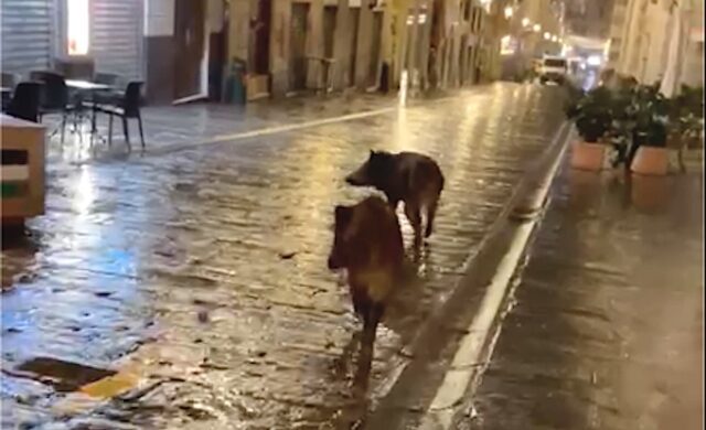 Cinghialotti a spasso di prima mattina in San Lorenzo a Genova