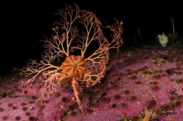 Amici dell'Acquario - Incontro su dieci anni di spedizioni scientifiche