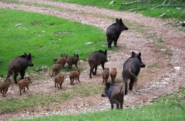 Fauna selvatica in Liguria i cinghiali sono fuori controllo