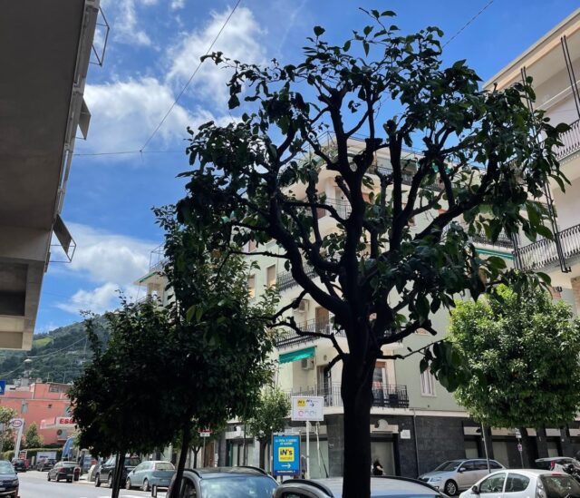 Potatura annuale degli aranci nel centro cittadino di Alassio