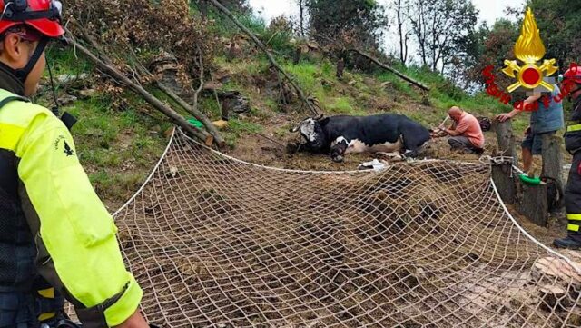 Toro ferito salvato dai Vigili del Fuoco sulle alture di Imperia