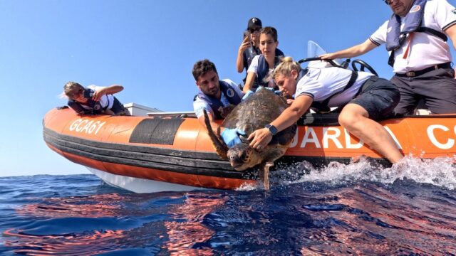 Ritorna al mare la tartaruga marina recuperata a Varazze