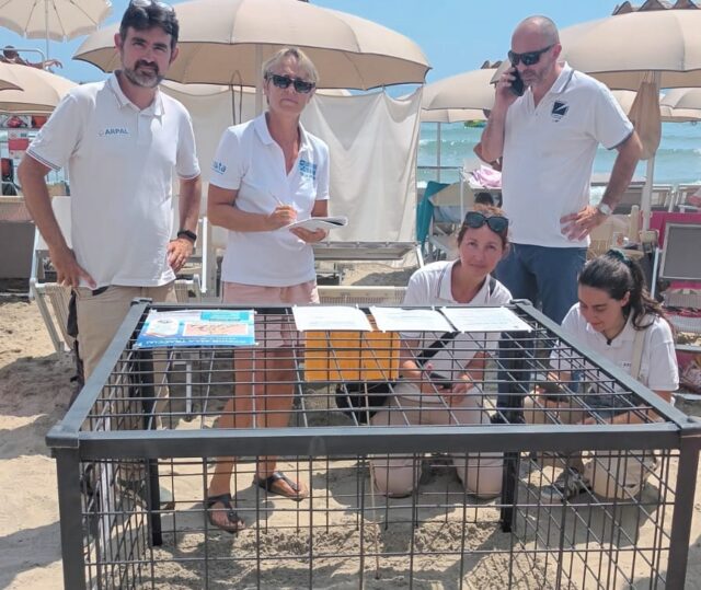 Alassio, salvaguardare il nido della tartaruga Caretta Caretta, il Comune interviene con un'ordinanza e con misure di protezione ad hoc 