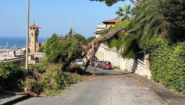 Albero cade in via Piaggio, l’intervento dei vigili del fuoco