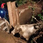 Sestri Ponente, bovino salvato dai Vigili del Fuoco