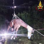 Serra Riccò: Vigili del Fuoco salvano un cavallo anziano caduto in una scarpata