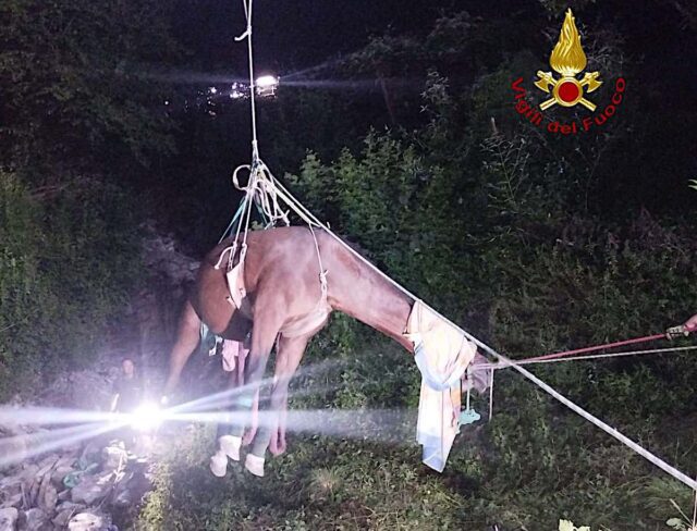 Serra Riccò: Vigili del Fuoco salvano un cavallo anziano caduto in una scarpata