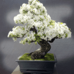 Bonsai in mostra nel weekend in Sala Polivalente a Recco