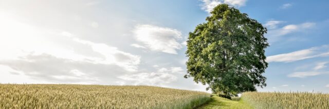 Genova partecipa con orgoglio all’“Italian Tree of the Year 2024” con l’Araucaria di Nervi, The Italian Dragon