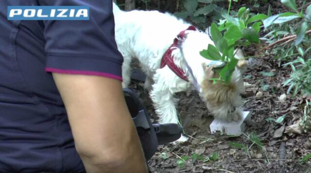 Sampierdarena, agente Leone trova droga nascosta in giardini Fiumara