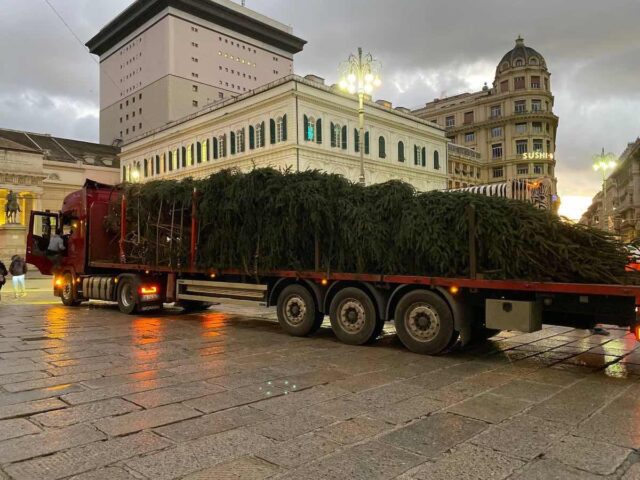 E' arrivato l’albero di Natale in Piazza De Ferrari