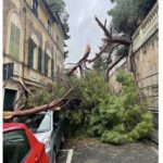 Albero cade in via Capolungo a Nervi: strada chiusa