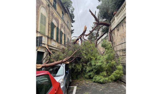 Albero cade in via Capolungo a Nervi: strada chiusa