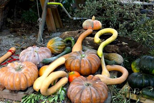 La 38ª della Mostra di Murta dalla A... alla Zucca al via nel weekend