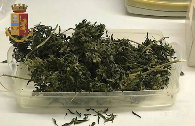 Pegli, coltiva piante di marijuana in casa: 52enne denunciato