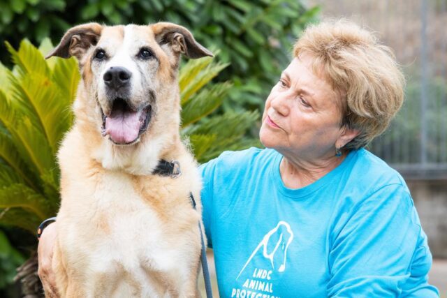 Adotta un Nonno: la campagna di LNDC per cani e gatti anziani