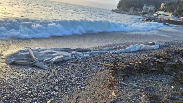 Santa Margherita Ligure, trovati resti di capodoglio in spiaggia