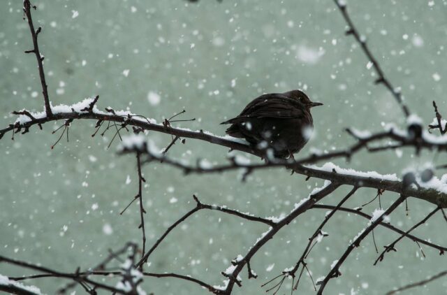 I Giorni della Merla: storia, leggende e realtà meteorologica