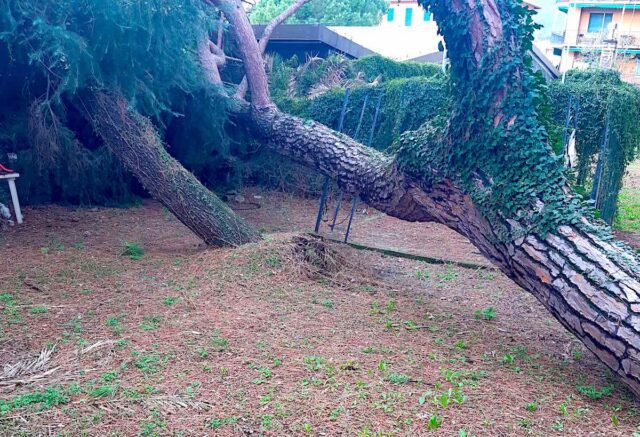 Santa Margherita, cade pino secolare per il maltempo